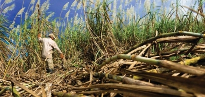 Brasil deve colher 665,105 milhões de t de cana-de-açúcar em 2020/21 – Conab