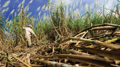 Brasil deve colher 665,105 milhões de t de cana-de-açúcar em 2020/21 – Conab