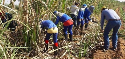 Setor sucroalcooleiro fecha safra positiva em Mato Grosso