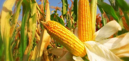 Paraná tem potencial para usinas de etanol de milho