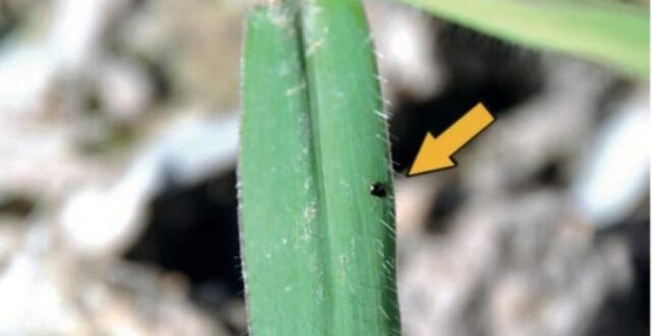 Foto: Carlos Maurício de Andrade/ Embrapa