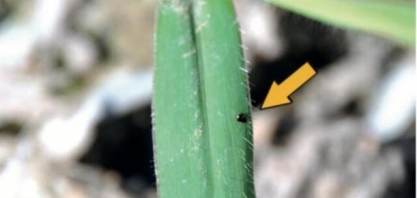 Embrapa descobre praga capaz de causar perda total em pastagens