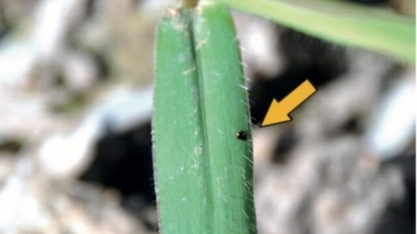 Embrapa descobre praga capaz de causar perda total em pastagens