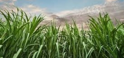 Produção de açúcar deve aumentar 43%