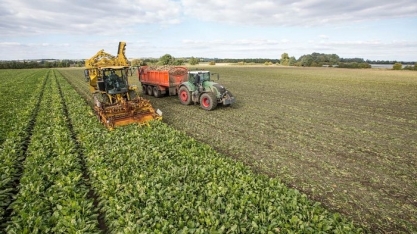 Praga atinge lavouras de beterraba e ameaça produção de açúcar na Alemanha