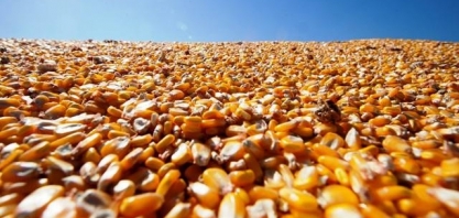 Etanol de milho gera empregos e se torna opção rentável ao produtor