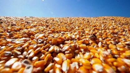 Etanol de milho gera empregos e se torna opção rentável ao produtor