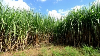 Nova cana transgênica