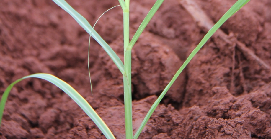 Dependendo do período que for realizado, haverá diferença na relação de formação de perfilhos, gemas e na taxa de multiplicação
