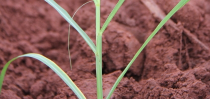 Plantio de 1 hectare com MPB no primeiro trimestre do ano gera cana-muda para cobrir 8 hectares