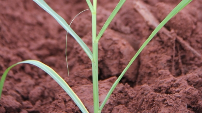 Plantio de 1 hectare com MPB no primeiro trimestre do ano gera cana-muda para cobrir 8 hectares