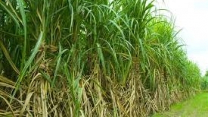 Valor do ATR Morro Acima é Presente de Natal ao Setor