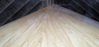 Mesmo com safra de cana ainda em andamento, MS produz mais que o dobro de açúcar do ciclo passado