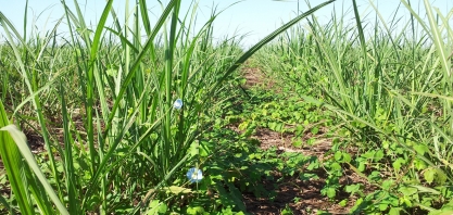 Com as chuvas, se intensifica a competição da cana com as plantas daninhas