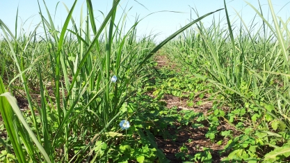 Com as chuvas, se intensifica a competição da cana com as plantas daninhas
