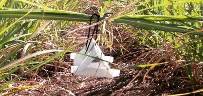 Leitor da CanaOnline tem desconto na aquisição de armadilhas para monitoramento da broca-da-cana