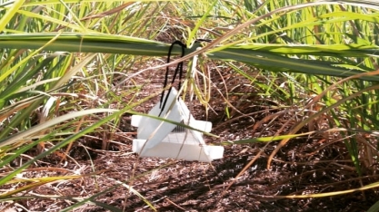 Leitor da CanaOnline tem desconto na aquisição de armadilhas para monitoramento da broca-da-cana