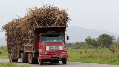 Reino Unido cria cota para compra de açúcar de cana sem tarifa, diz Unica