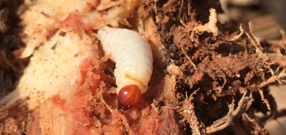 Broca-da-cana e Sphenophorus levis brigam pela liderança de ser a principal praga dos canaviais