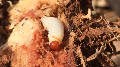 Broca-da-cana e Sphenophorus levis brigam pela liderança de ser a principal praga dos canaviais