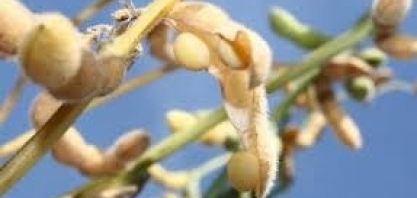 Agropecuária teve bom desempenho na maioria das regiões do país em 2020, mesmo com pandemia