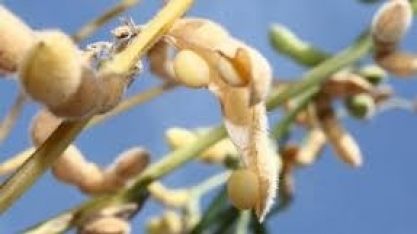 Agropecuária teve bom desempenho na maioria das regiões do país em 2020, mesmo com pandemia