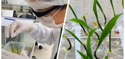 Cana será o tema da Embrapa Agroenergia na 17ª Semana Nacional de Ciência e Tecnologia