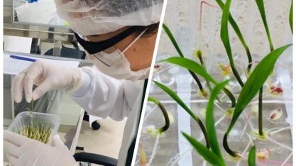 Cana será o tema da Embrapa Agroenergia na 17ª Semana Nacional de Ciência e Tecnologia