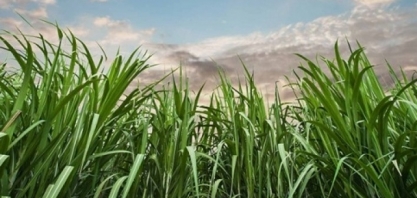 Produção da safra atual de cana-de-açucar deve crescer 3,5%, diz Conab