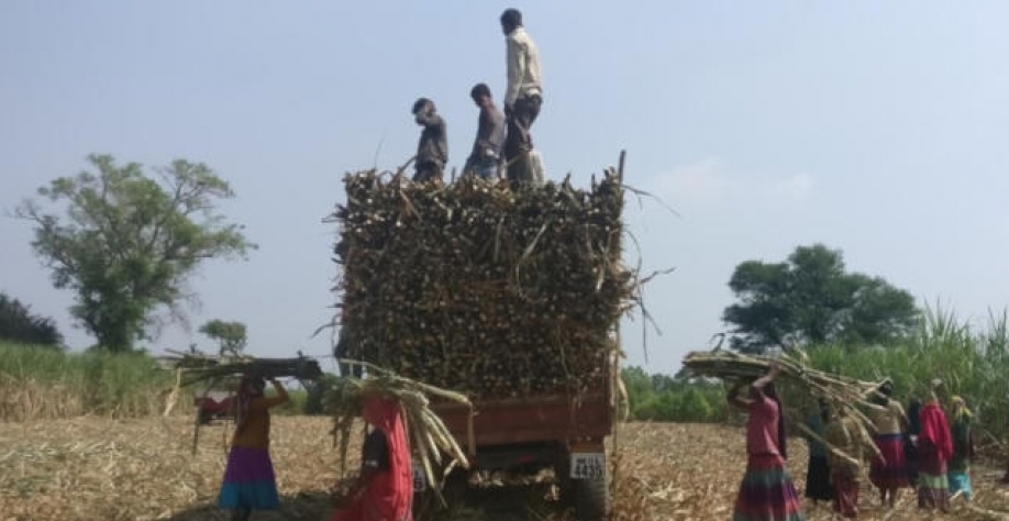 Mesmo menores, subsídios ao açúcar na Índia dão desvantagens aos preços (Imagem: REUTERS/Rajendra Jadhav)