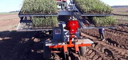 Transplantadora exclusiva para mudas pré-brotadas de cana contribui para a eficiência do plantio mecanizado de MPBs