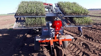 Transplantadora exclusiva para mudas pré-brotadas de cana contribui para a eficiência do plantio mecanizado de MPBs