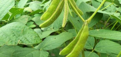 China vai importar recorde de 100 milhões de toneladas de soja em 2020, diz Cofco