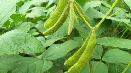 China vai importar recorde de 100 milhões de toneladas de soja em 2020, diz Cofco