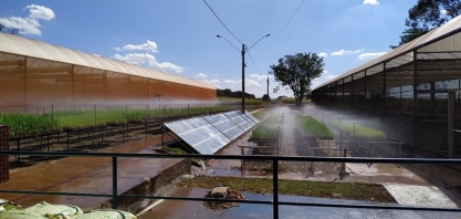 IAC atualiza o sistema de Mudas Pré-Brotadas de cana e o torna mais sustentável