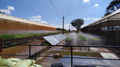IAC atualiza o sistema de Mudas Pré-Brotadas de cana e o torna mais sustentável