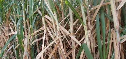 Adversidades em 2020 aumentam necessidade de cuidados com o canavial