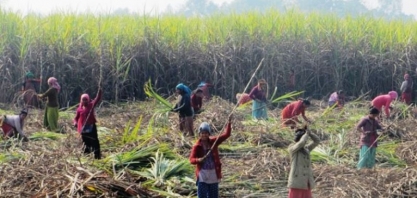 Melhora climática e rumores de subsídio na Índia derrubam preços do açúcar