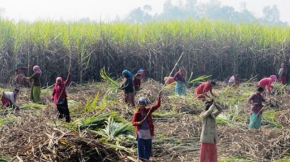Melhora climática e rumores de subsídio na Índia derrubam preços do açúcar