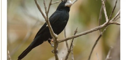 Economia circular da cana-de-açúcar é destaque da Revista Ecológico