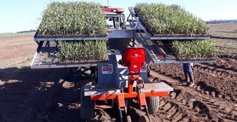 Transplantadora TUPI possui um exclusivo sistema de canecas criado especificamente para a cultura canavieira. O equipamento realiza simultaneamente a abertura do canteiro e o plantio das mudas em cone vertical. Foto: Divulgação AGRIMEC