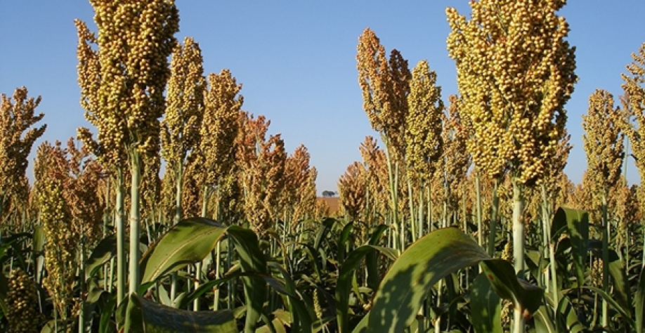 Foto: Flávio Tardin