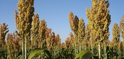 Esalq / USP promove encontro nacional sobre sorgo