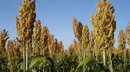 Esalq / USP promove encontro nacional sobre sorgo