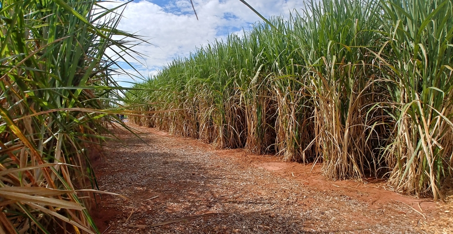 Canavial sem doenças fúngicas, bem mais produtivo e com melhor qualidade da matéria-prima