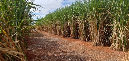 Uso de fungicida pode aumentar produtividade do canavial entre 10 e 20 toneladas por hectare. Mas não é qualquer fungicida