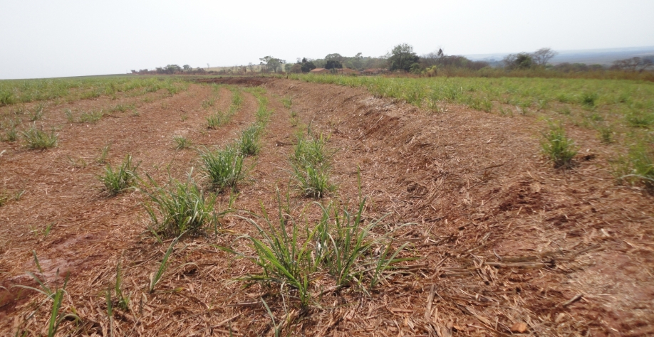 Canaviais na região Centro-Sul sofrem com a seca no decorrer de 2020 e perspectiva é de menor produção na safra 2021/22, o que aumenta o custo de produção