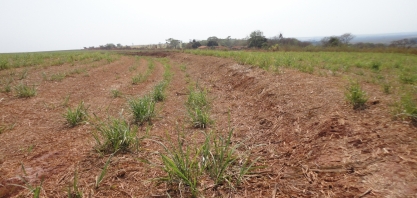 Aumentar a competividade da cana continuará sendo um desafio do setor em 2021