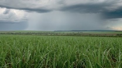 Atraso nas chuvas refletirá nos canaviais
