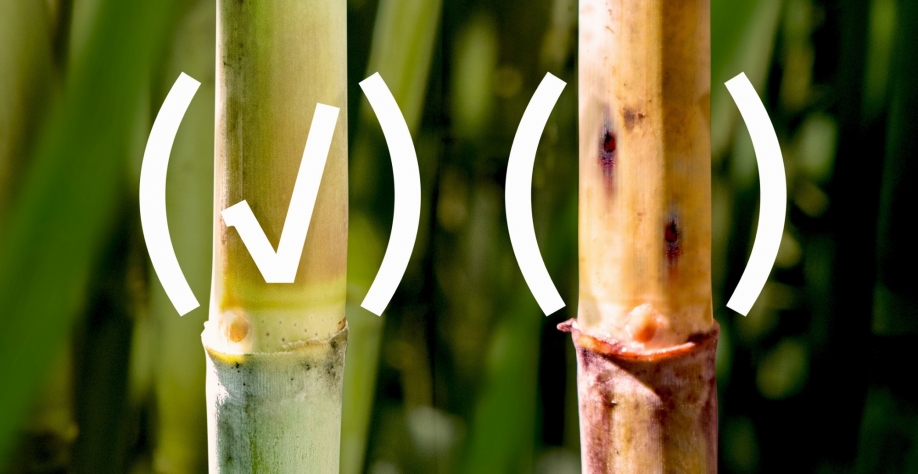 Revolux® traz dois ativos inéditos de alta eficiência que, além de protegerem a qualidade da cana, facilitam o manejo integrado, evitando o desenvolvimento de resistência da broca e a perda de produtividade. Foto: Divulgação Corteva